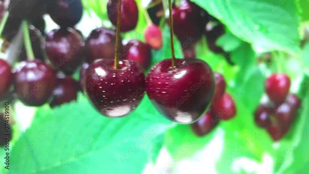cherry berries cut, spraying juice to the sides. slow motion cherry berries cut, spraying juice to the sides. slow motion