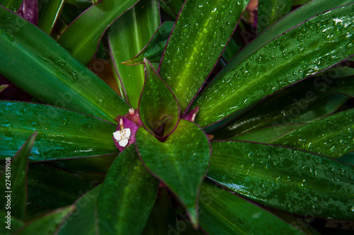 Beautiful tropical plants are growing and blooming in a botanical garden photo