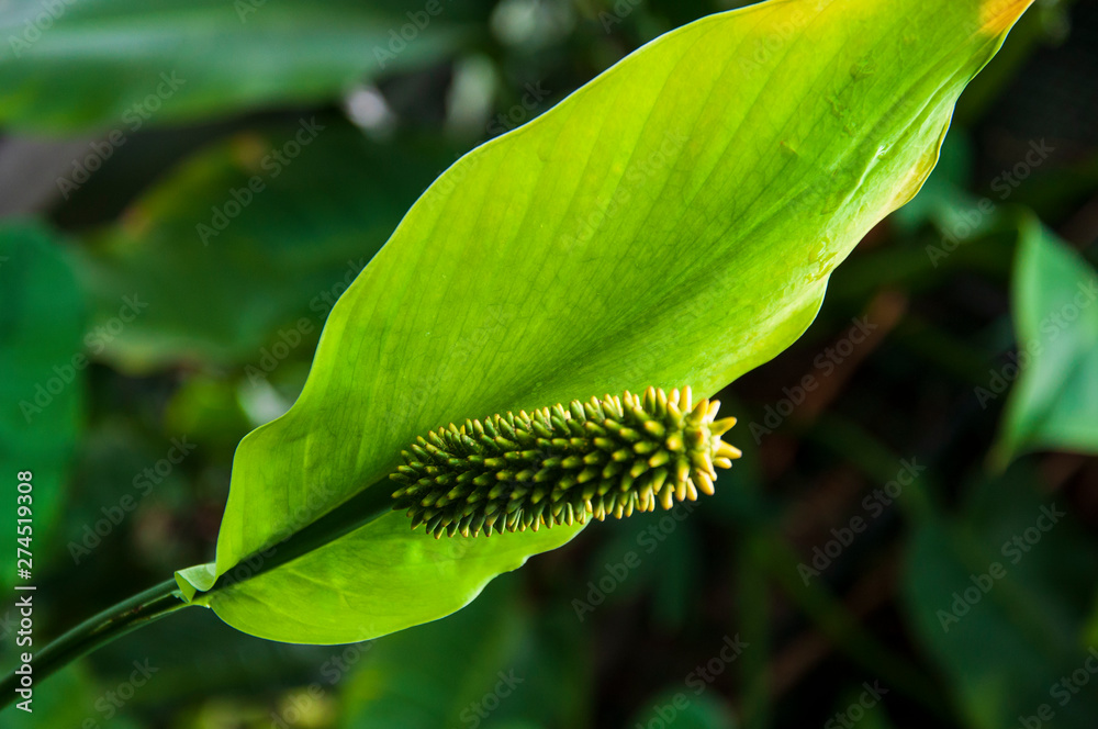 Beautiful tropical plants are growing and blooming in a botanical garden Beautiful tropical plants are growing and blooming in a botanical garden