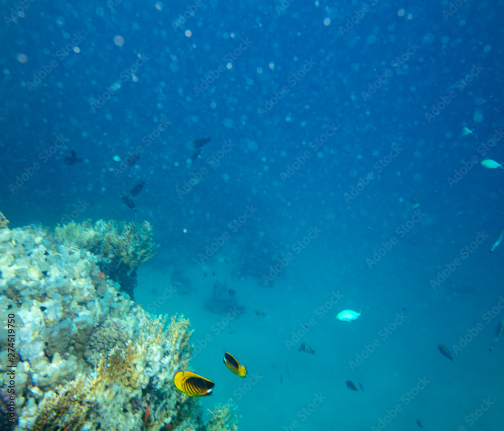 Fototapeta premium sea fish near coral, underwater