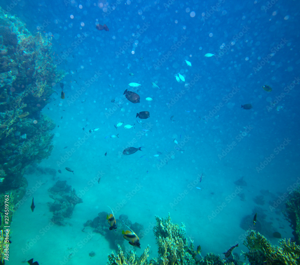 Fototapeta premium sea fish near coral, underwater