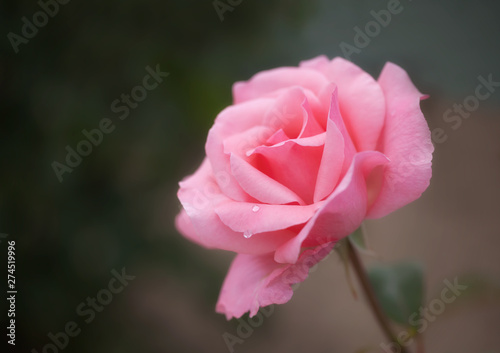 Queen Elizabeth rose with droplets on a petal