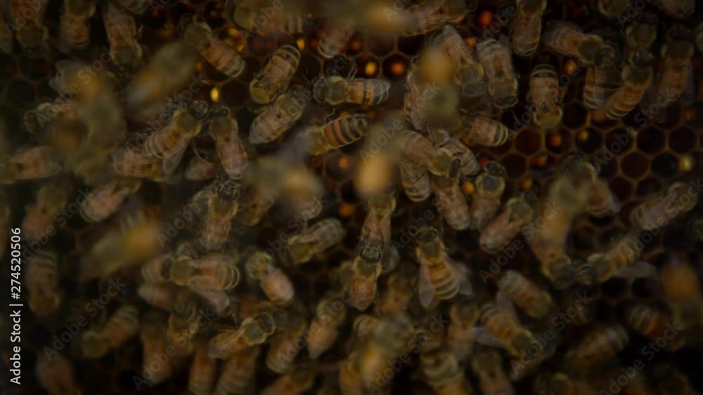 4K, Closeup of a bunch bees swarming on honeycomb in apiary. View of the working bees on honeycells in beehive. Bee hive make honey.-Dan 4K, Closeup of a bunch bees swarming on honeycomb in apiary. View of the working bees on honeycells in beehive. Bee hive make honey.-Dan