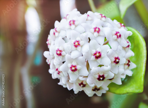 White Hoya carnosa flowers  bouquet star red pollen shape flower.Colorful plant summer season. Wax plant or Wax flowers or Porcelain flower. photo