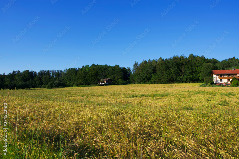 Ländliche Sommerlandschaft in Süddeutschland während der golenden Stunde Ländliche Sommerlandschaft in Süddeutschland während der golenden Stunde