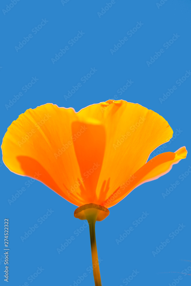 Obraz premium Californian poppy, closeup of the flower in back lighting