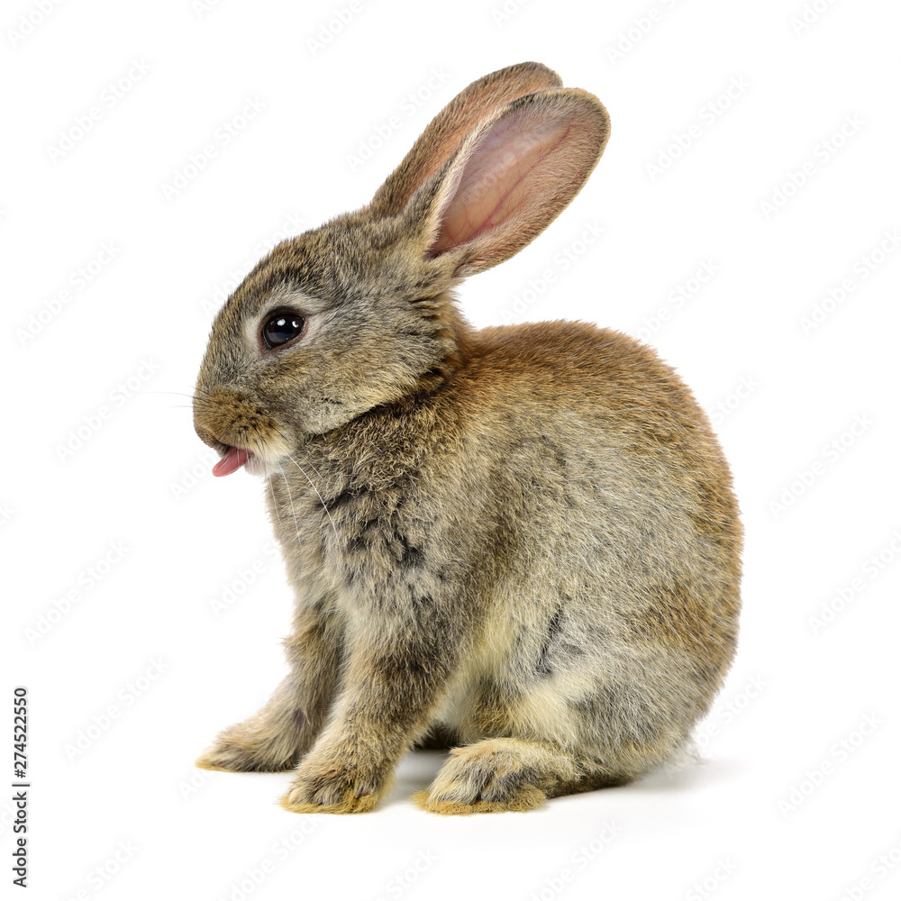 Obraz premium rabbit on a white background 
