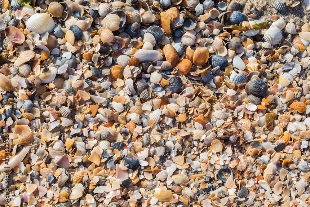 sea beach with shells closeup. Detailed texture or background sea beach with shells closeup. Detailed texture or background