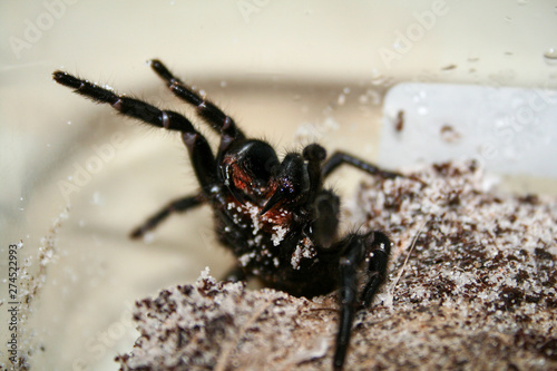 Sydney Funnelweb Spider showing fangs photo
