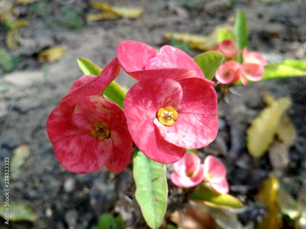 Red Flower Red Flower