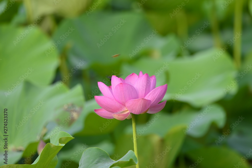 Blooming lotus flowers in the park