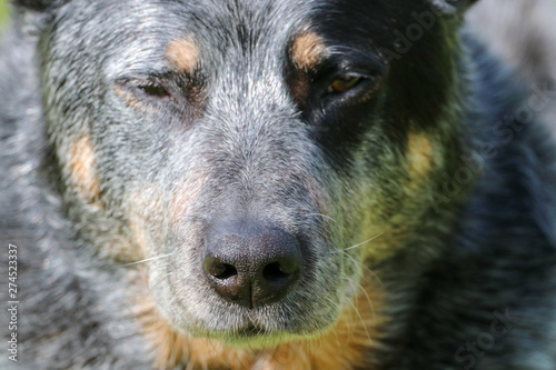 Australian Cattle Dog nose