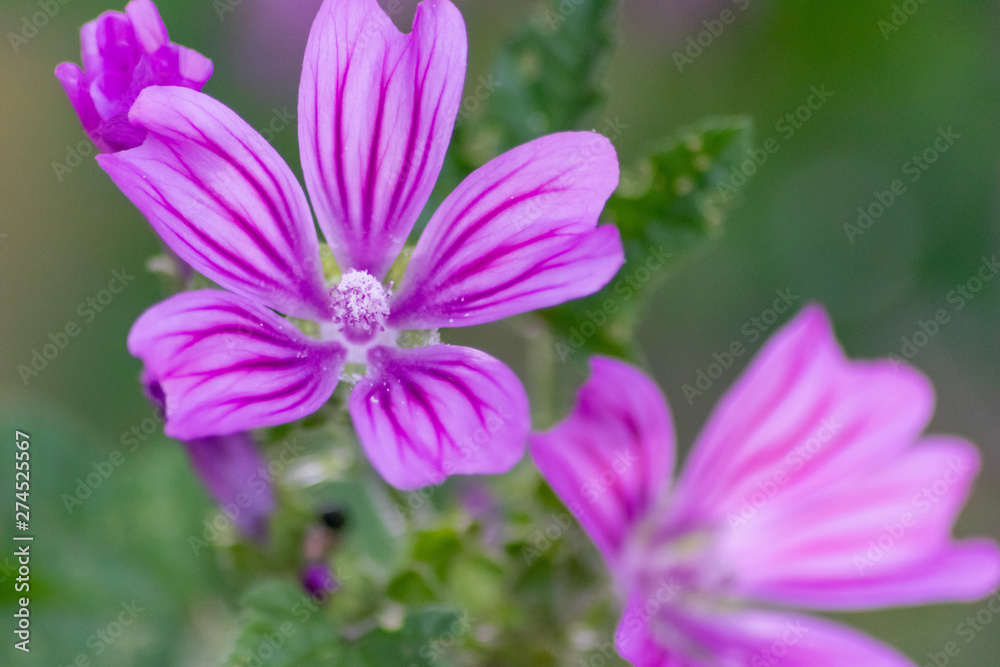 Bezaubernde Blüten begrüßen Frühling und Sommer und bieten Insekten wie Bienen Nahrund in Form von Pollen, Blütenpollen und Nektar für Honig und Bestäubung