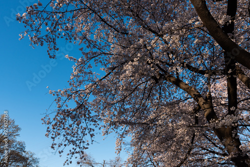 Season of cherry blossoms