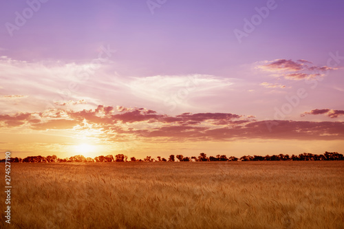 Beautiful sunrise over the field of barley and silhouettes of trees in the distance