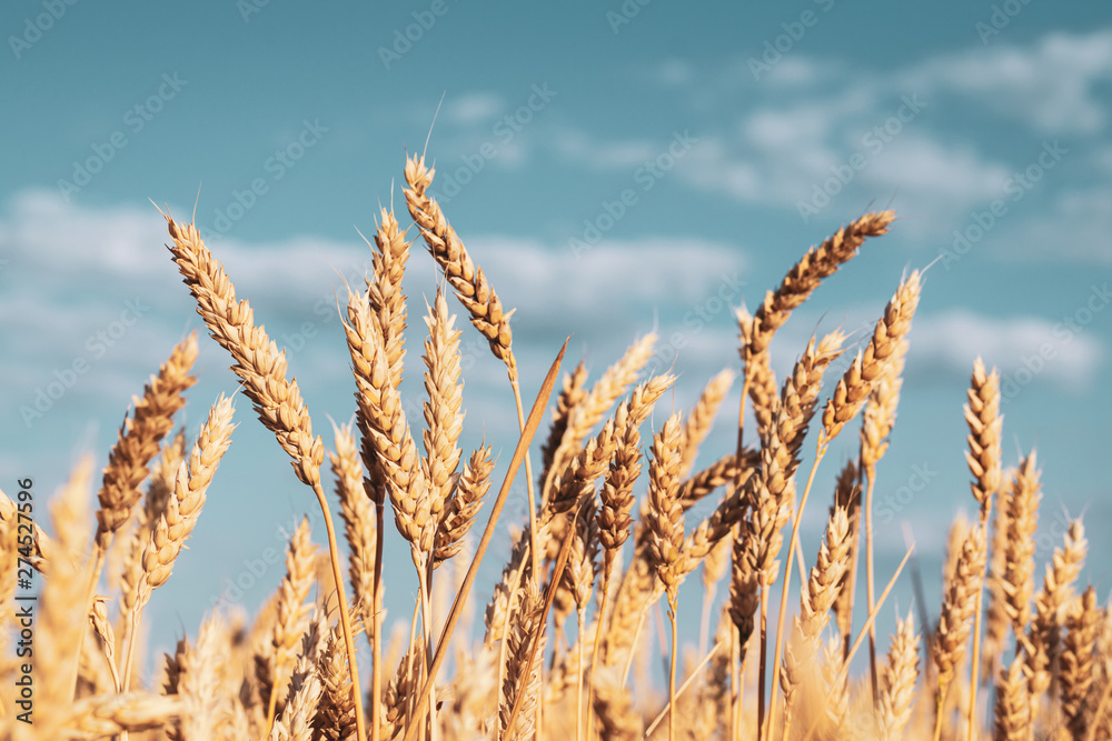 Group of yellow ears of wheat against a cloudy sky Group of yellow ears of wheat against a cloudy sky