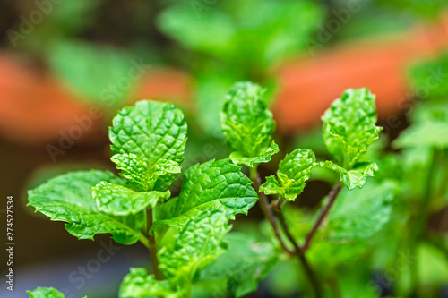 Fresh peppermint trees in organig garden. Peppermint trees for peppermint flavor product photo