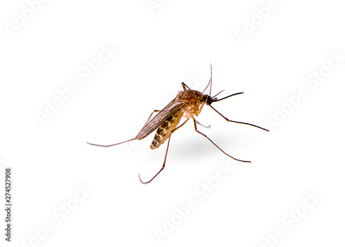 Mosquito isolated on white background © sucharat
