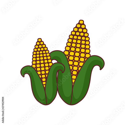 set of fresh and healthy cobs isolated icon