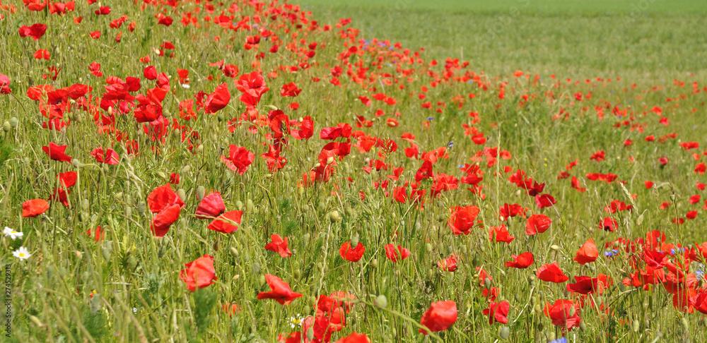 sloped meadow in germany with red poppies