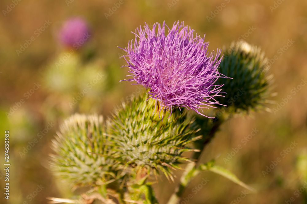 Thistle flower of pink color in the green summer field Thistle flower of pink color in the green summer field