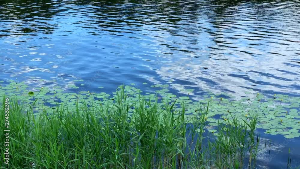 grass in water grass in water