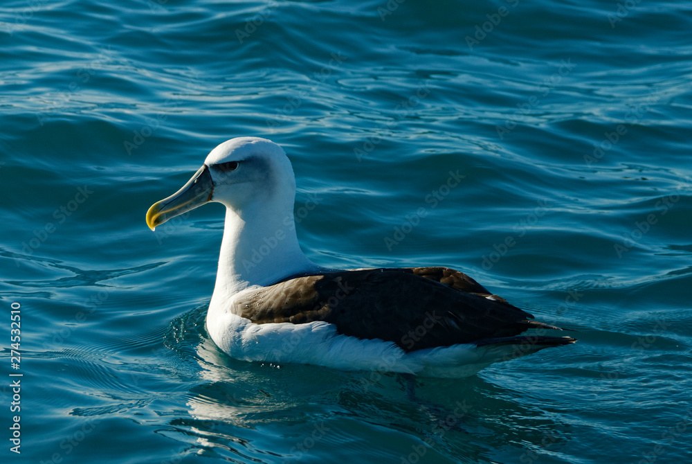 A lesser albatross on a cold blue sea