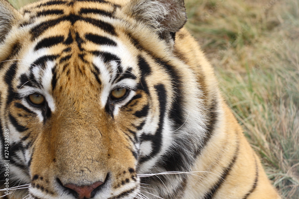 Looking into the eyes of the bengal tiger up close Looking into the eyes of the bengal tiger up close