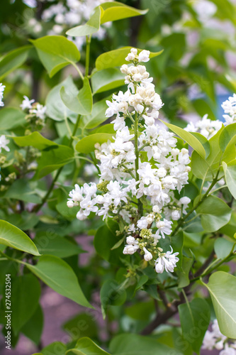 branch of lilac