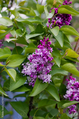 purple flowers of lilac
