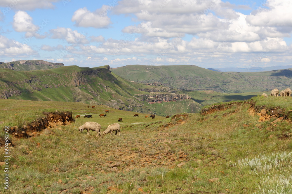 Catle and sheep grazing in the Maluti mountains