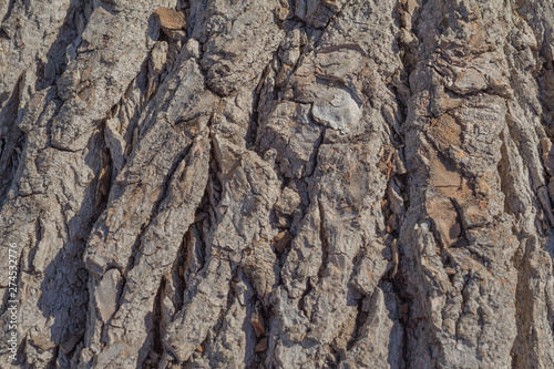 Natural background of old tree bark. The texture of the bark of Willows. The texture of the tree bark is similar to the texture of rocks. Wooden background to fill web page or graphic design.