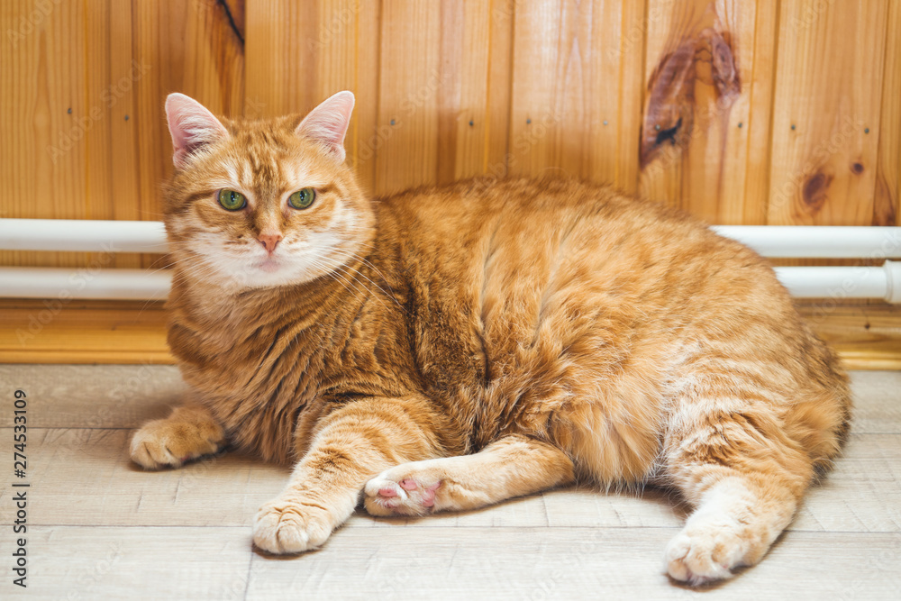 Ginger cat lying on the wooden floor in the house.