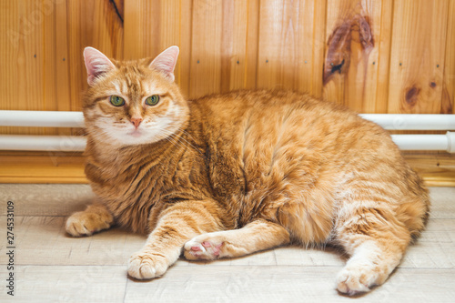 Ginger cat lying on the wooden floor in the house.