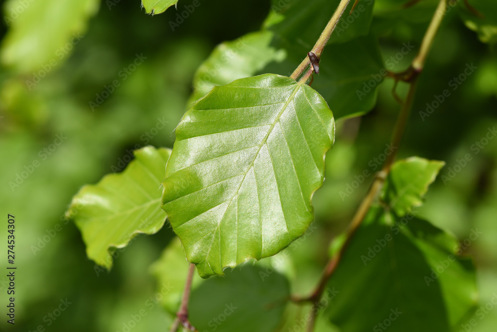 Buchenblatt, Rotbuche, Fagus, sylvatica Buchenblatt, Rotbuche, Fagus, sylvatica