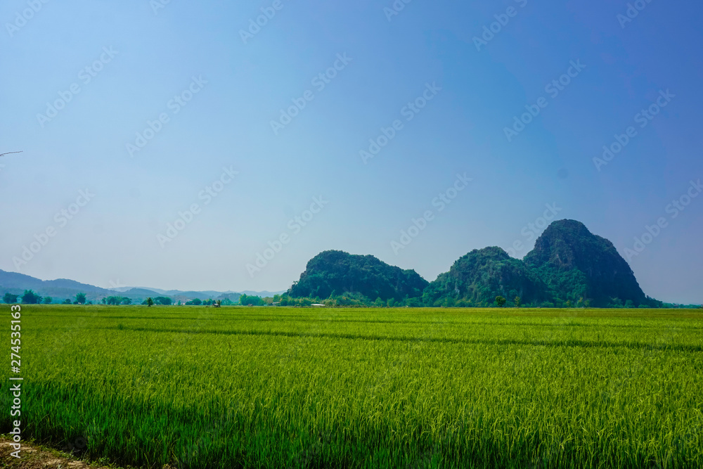 Mountains and green fields