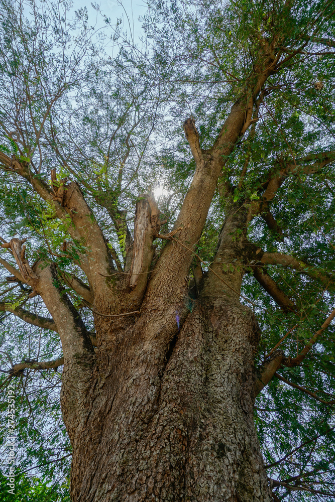 Fototapeta premium 50 year old tamarind tree