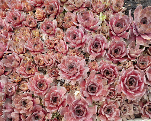 Hauswurz, Dachwurz, Sempervivum, tectorum