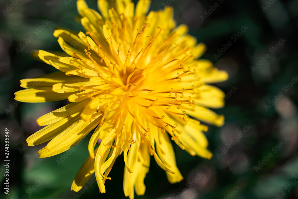 Close-up on a yellow dandelion (taraxacum) flower in summer Close-up on a yellow dandelion (taraxacum) flower in summer