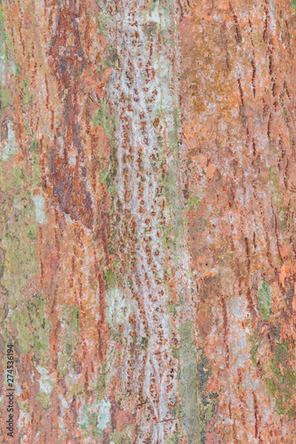  tree bark nature texture pattern wood background