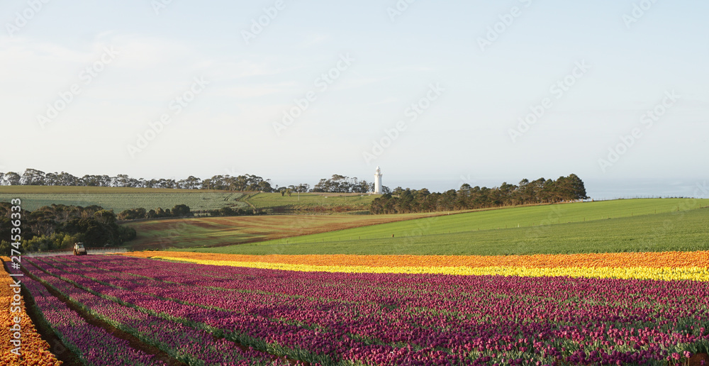 Tulips of Wynyard Tasmania