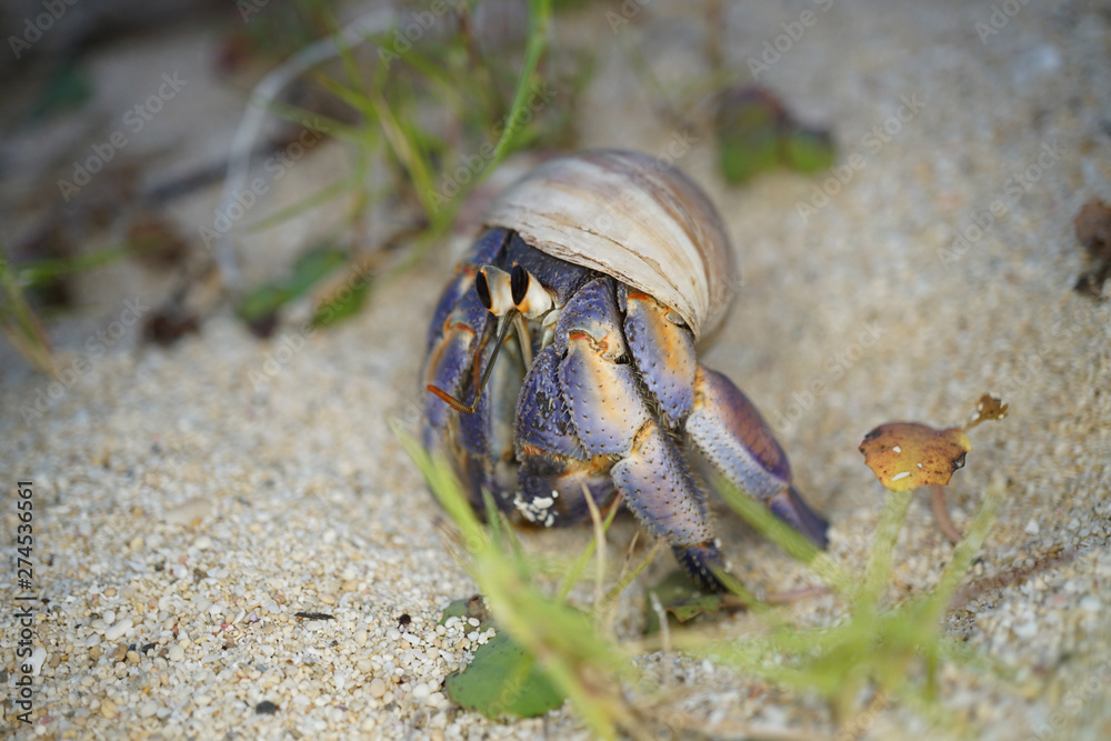 Amami Oshima, Japan - June 16, 2019: A Hermit Crab at Tomori Beach at Amami Oshima, Kagoshima, Japan