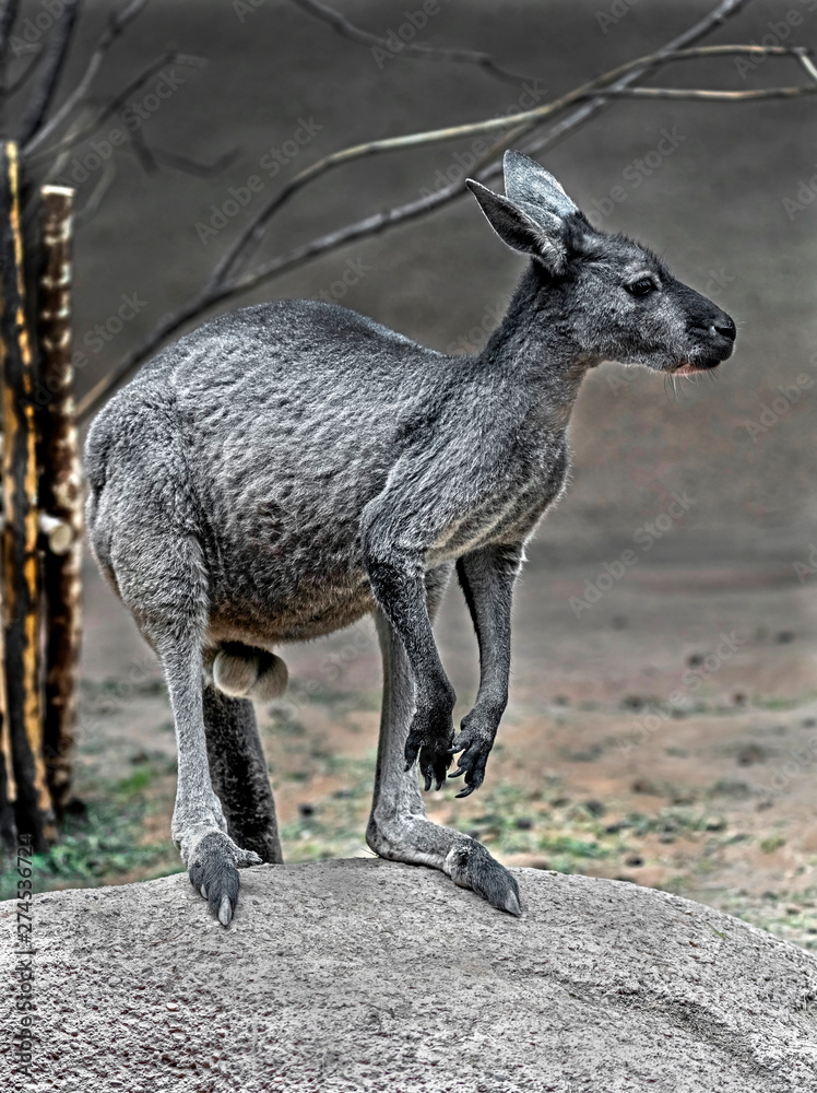 Naklejka premium Eastern grey kangaroo or giant kangaroo in its enclosure. Latin name - Macropus giganteus