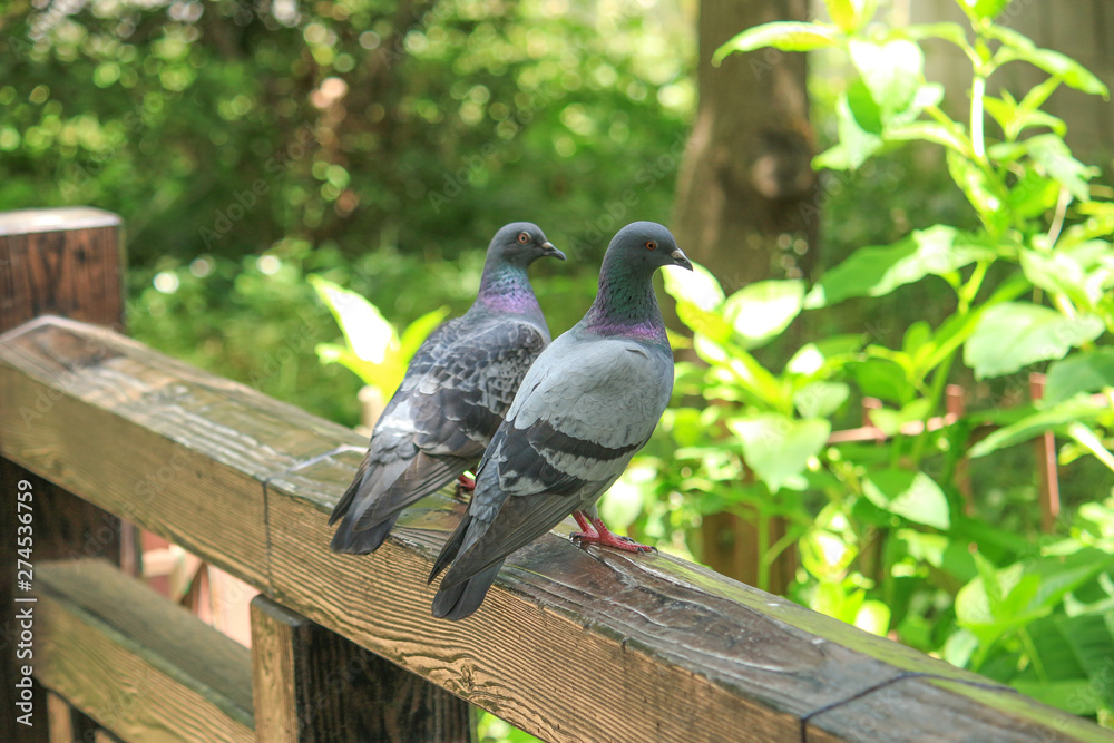 Obraz premium 仲良しのハトのカップル（恋人または夫婦）：仲良しのイメージ