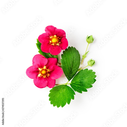 Strawberry flowers and leaves composition.