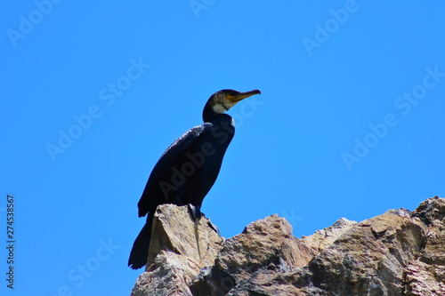Cormorant on the rock on blue sky background in sunny day closeup.