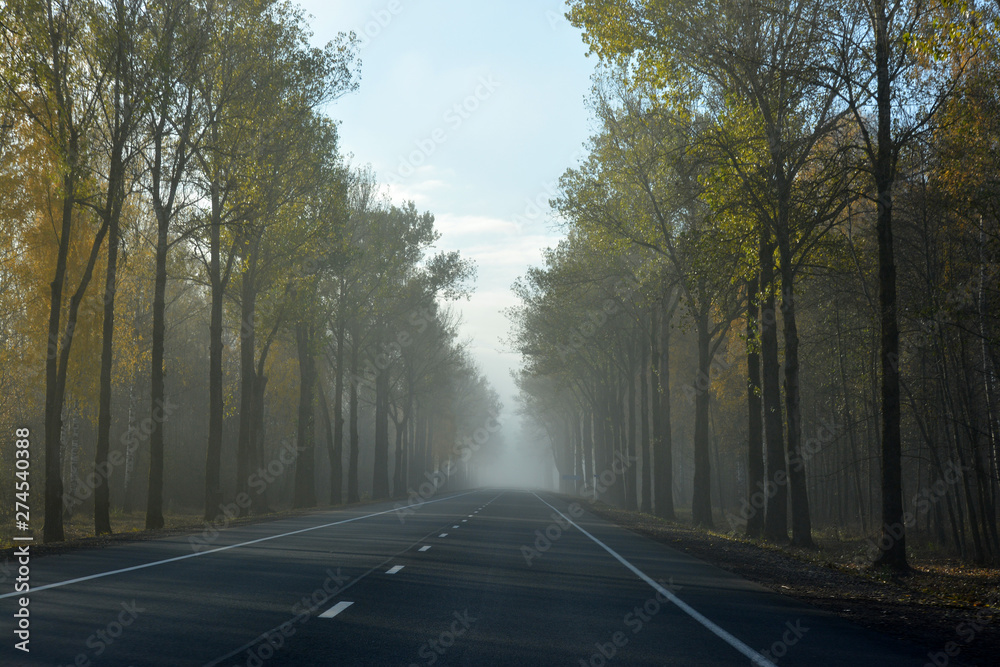 Highway in a foggy morning with a forest alongside the road.