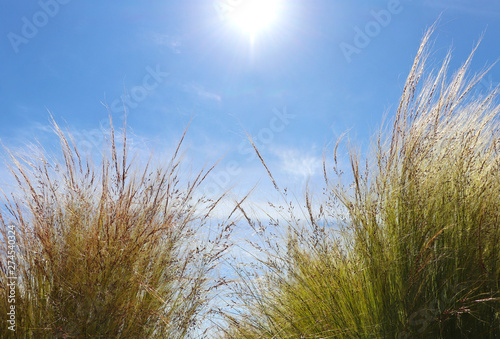 Beach grass gently blowing in the wind on a sunny day. 