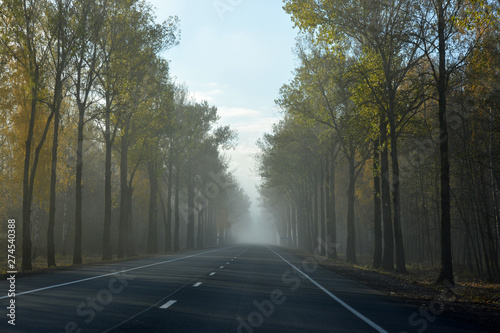 Highway in a foggy morning with a forest alongside the road.