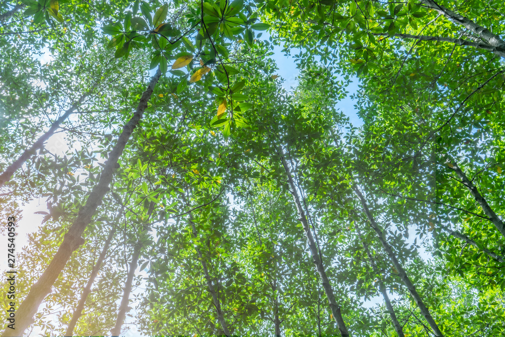 Trees from bottom view in the forest, blue sky in background. Trees from bottom view in the forest, blue sky in background.